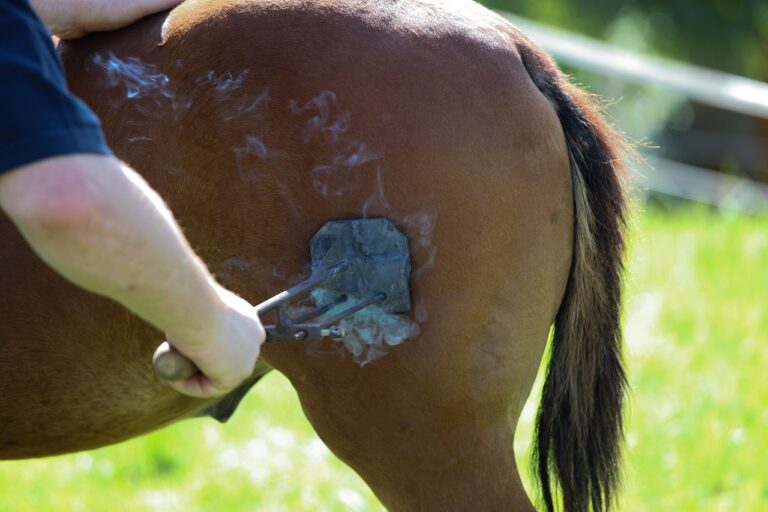 horse, fire, craft-1679005.jpg